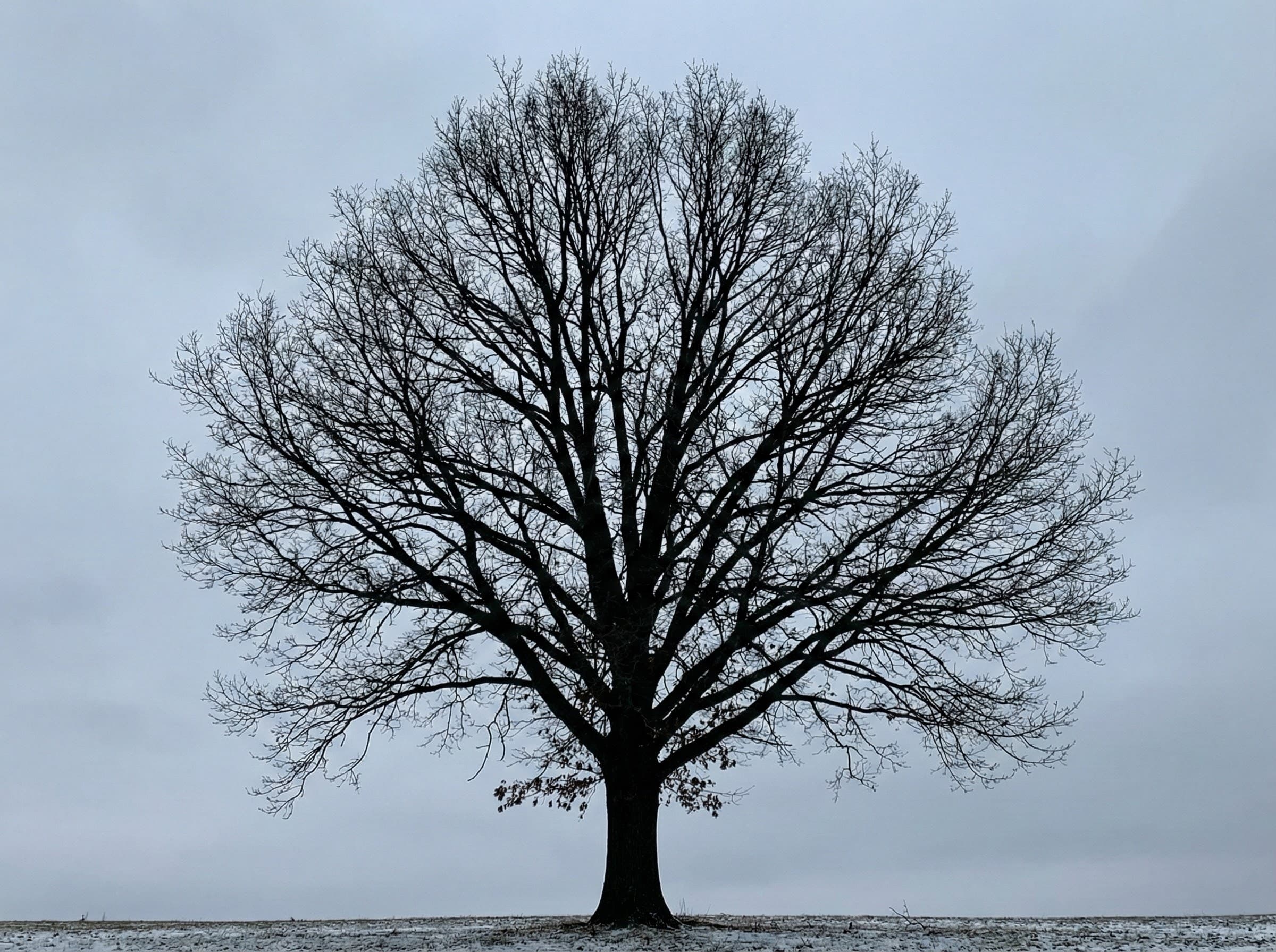 Tree Removal Permits in Joplin, MO: What You Need to Know