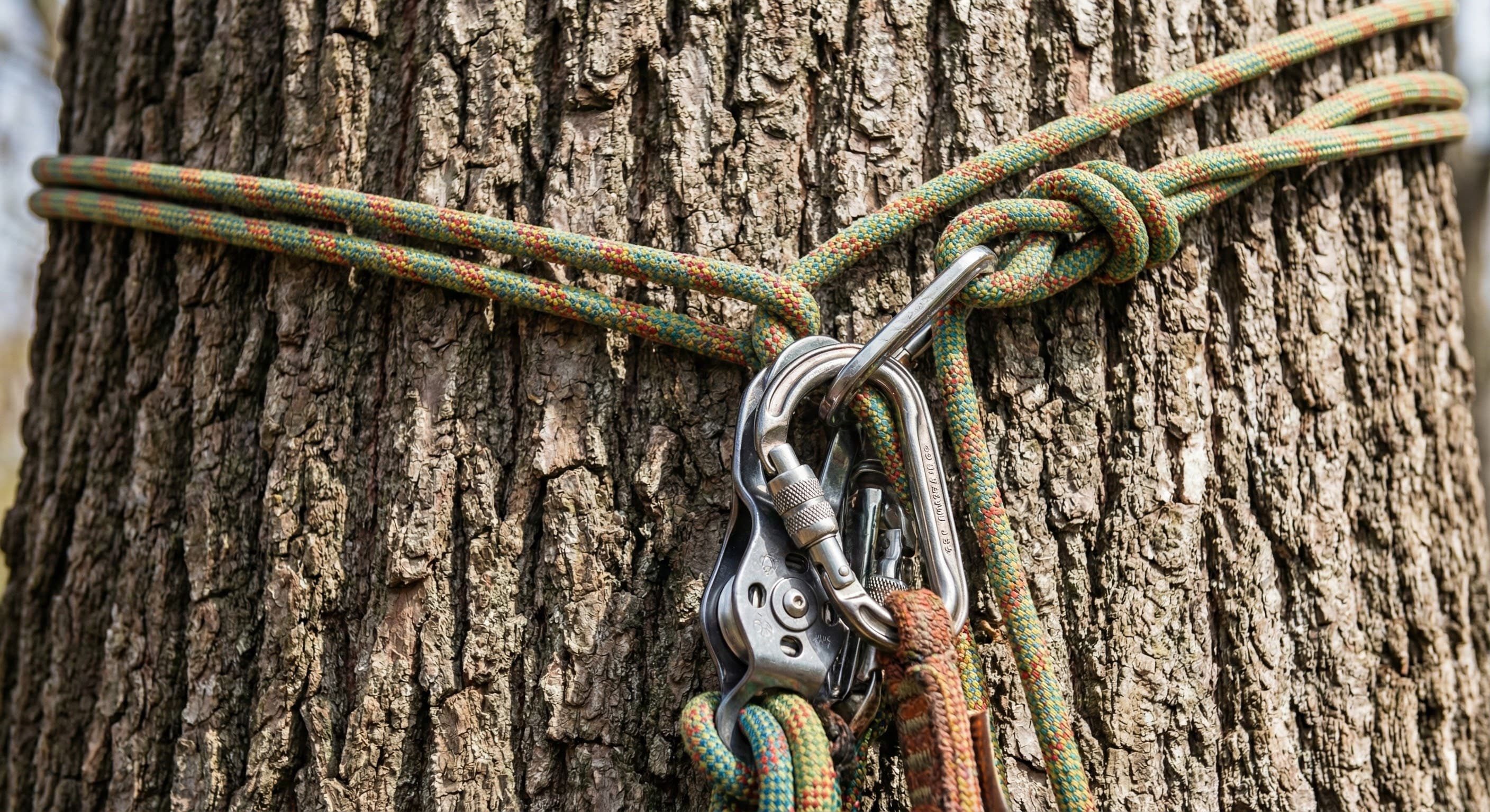 Stump Grinding in Joplin: Why Our Rocky Soil Matters