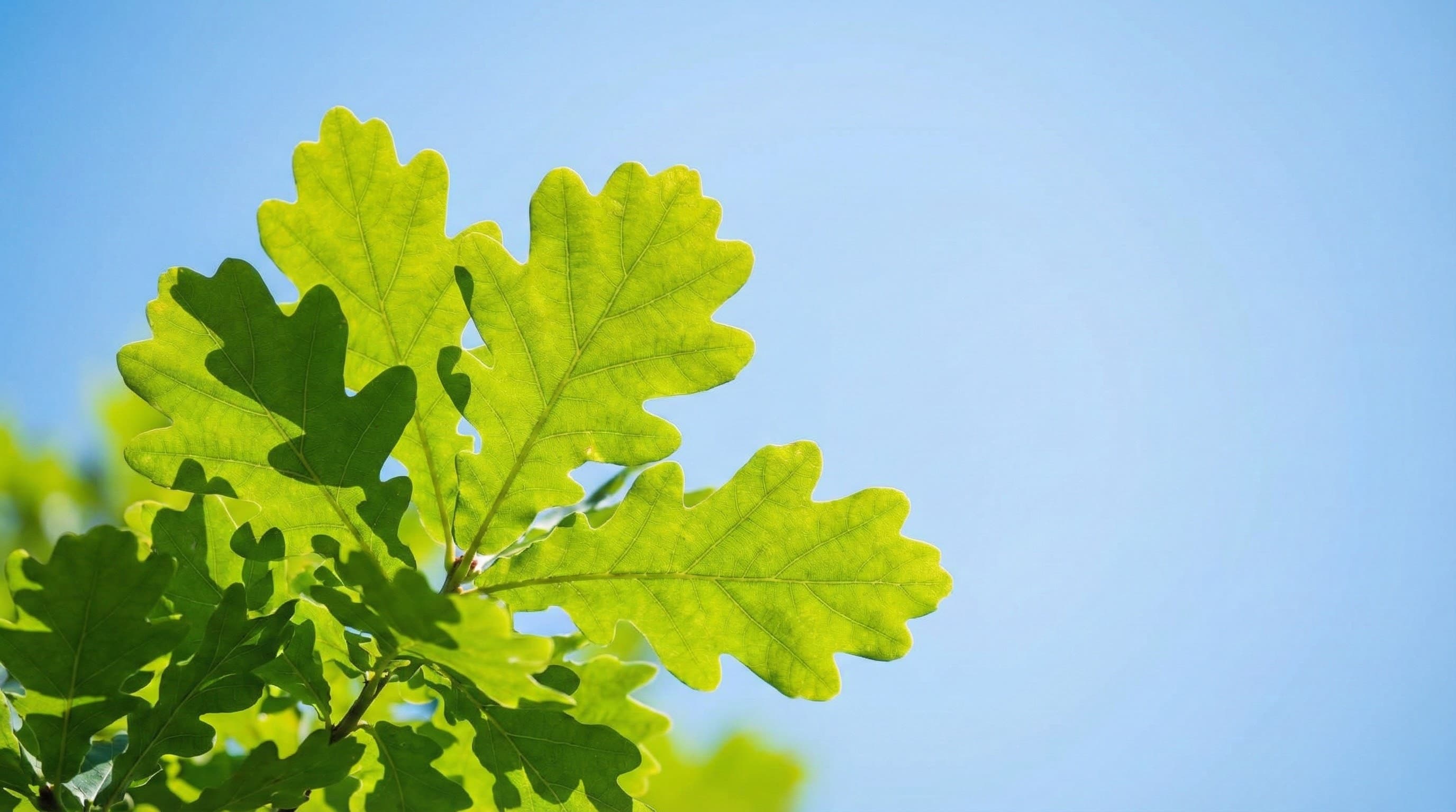 Are My Black Walnut Trees Worth Money?