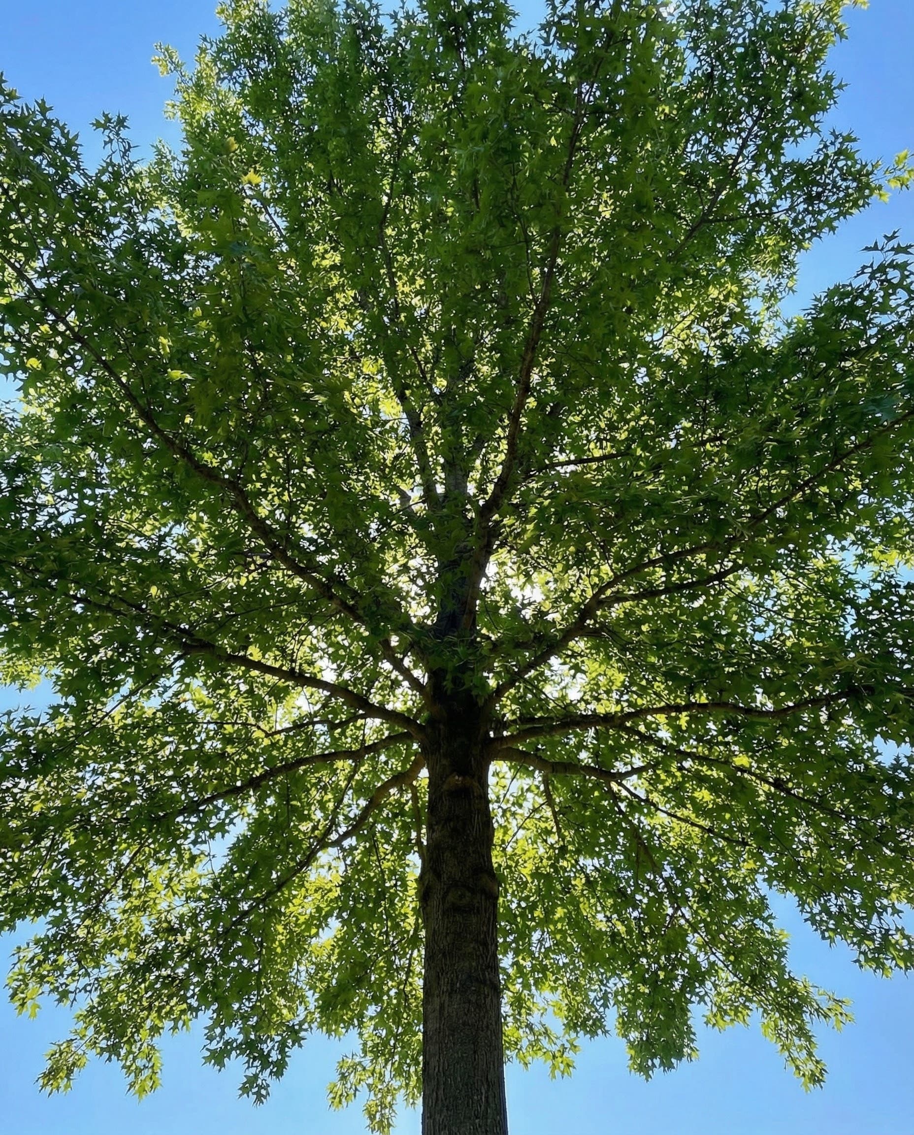 Bagworms on Cedars: How to Save Your Missouri Evergreens