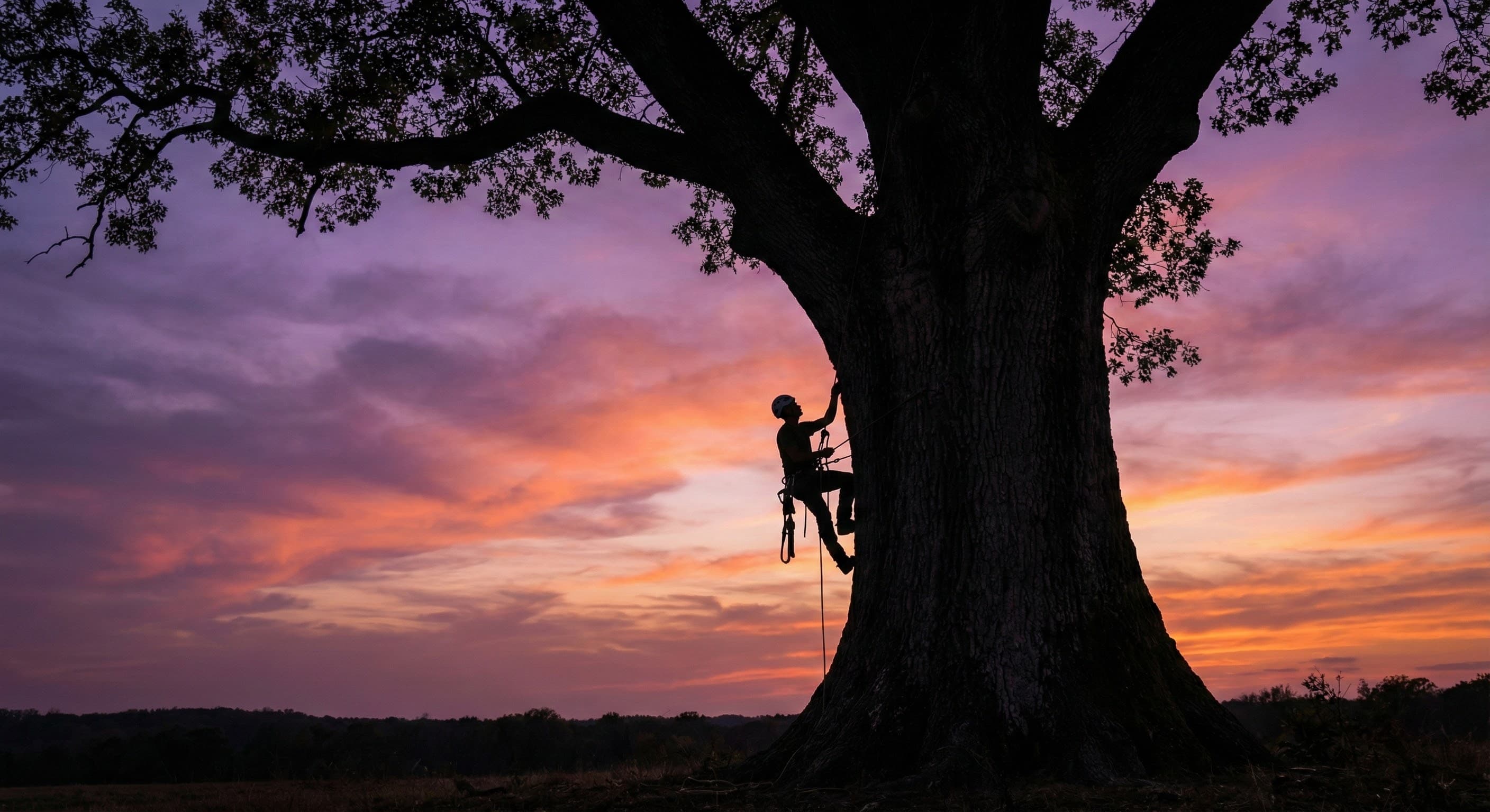 Arborist climbing a large oak tree at sunset in Joplin